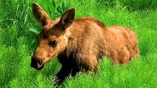 What Does a Baby Moose Sound Like?