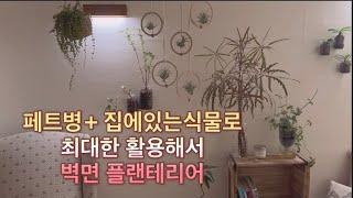 돈안들이고 페트병으로 벽면플랜테리어하기