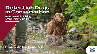 Detection Dogs in Conservation - Mammal Society Free Webinar with Louise Wilson