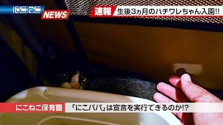 【にこねこ速報】またまた子猫がご入園しました