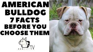 Before you buy a dog - AMERICAN BULLDOG - 7 facts to consider! DogCastTV!