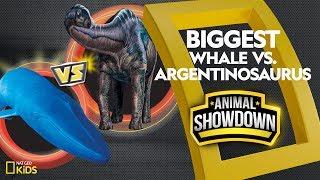 Whale vs. Argentinosaurus: Battle for the Biggest | Animal Showdown