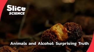 Do Animals Get Drunk? The Surprising Science of Alcohol in Nature | SLICE SCIENCE | FULL DOC