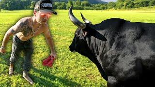 Whistlindiesel Threatens Rabid Bull