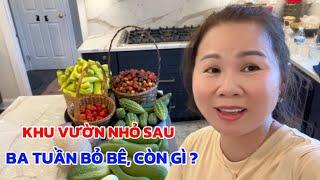 Sau Ba Tuần BỎ BÊ Thì Khu Vườn Còn Gì, Cả Nhà Chính Thức Dọn Vào KHÁCH SẠN Ở