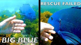 Diver's RESCUE Attempt FAILS!! POACHERS Hunted BIG BLUE