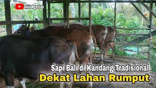 Sapi Bali di Kandang Tradisional || dekat lahan rumput