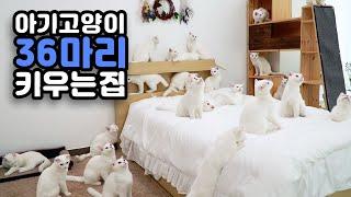 What Happen When Raising 36 Kittens? (ENG SUB)