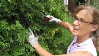 Pruning an overgrown cedar