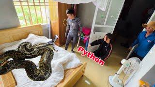 Big Snake Enters People's house... Spider-man & Hunter Bravely Surrounded Giant Snakes