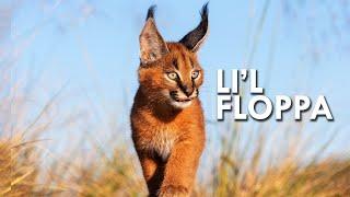 Caracal: King of the Flop