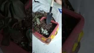 拯救多肉度夏難