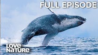 Alaska’s Most Ferocious Predators: Grizzlies, Polar Bears, Orcas | Wild24 Ep305