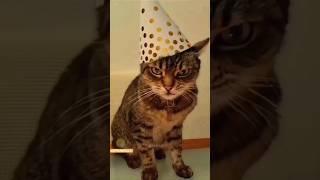 Funny Animals 2023  - Funniest Cats and Dogs video  #shorts