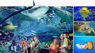 Ripley's Aquarium of Toronto, Ontario Canada