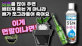 식물 분갈이 하고 바로 비료 주면 안되는 이유 / 식물이 영양분을 먹는 원리