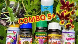 COMBO 5 HOA LAN DUY PHONG: PHIÊN BẢN NÂNG CẤP!