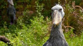 Introducing the Shoebill Storks!