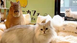 Japan's Capybara & Cat Cafe The only place in the world!!