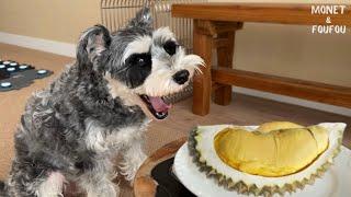 [LOL] What happens when I feed durian to a talking dog and cat?