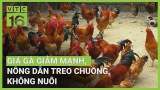 Giá gà giảm mạnh, nông dân treo chuồng, không nuôi | VTC16