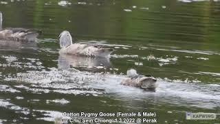 Cotton Pygmy Goose (Female & Male) @ Chiu S C 0652