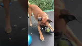 Just a funny video of my dog!