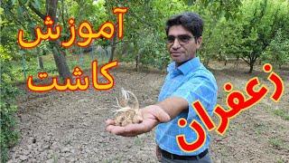 آموزش کاشت زعفران _ کاملترین توضیحات در مورد کاشت ، داشت و برداشت زعفران _ Saffron planting training