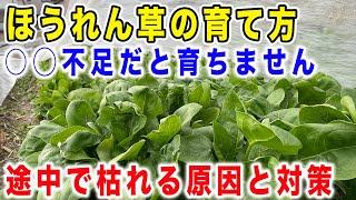 ホウレンソウ栽培にはあの栄養素が必須！　うまく育たない原因と対策