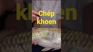 Thánh săn khoen_Chép khoen 100kHồ Câu Đài 365 #fishing