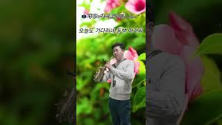 동백 아가씨(이미자)_Cover by.더피노색소폰(곡관 소프 첫도전) 더피노색소폰TV-Music Love#색소폰연주