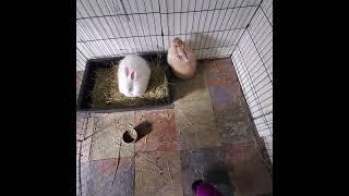 Social angora rabbits |  ️ 