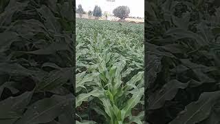 Maize farming