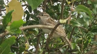 The house sparrow is a bird of the sparrow family Passeridae