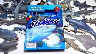 Sea Animals - Sharks, Great White Shark, Megalodon, Lemon Shark, Mako Shark, Hammerhead, Sawshark