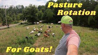 3 reasons why we do pasture rotation for our goats!