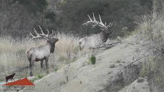 Elk Hunting New Zealand