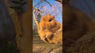 rabbit food #shortvideo #labib khan