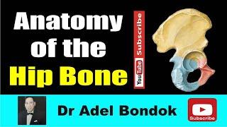 Anatomy of the Hip Bone, Osteology, Dr Adel Bondok Making Anatomy Simple