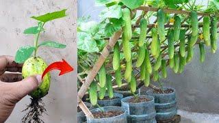 New skills! Growing a cucumbers tree with cucumber fruit in pot