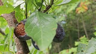 Come hang out with me in the food forest - completely unedited visit