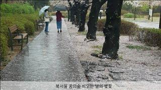 Seoul Walking Tour, Dream Forest of Northern Seoul. 서울 산책, 북서울 꿈의숲, 비오는 날의 벚꽃