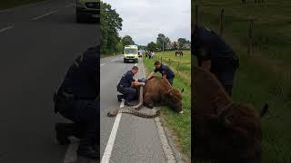 "Saving a Bison: Emergency Team in Action on the Roadside"