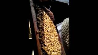 bees keeping training - beehive - hive inspection - harvest honey - honey - bee - honeybee - bees