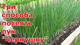 Три проверенных способа посева лука "чернушки". Выращивание репчатого лука из семян за одно лето.