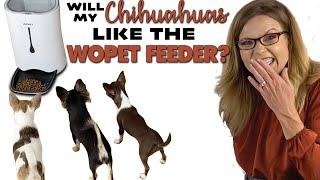 AUTOMATIC PET FEEDER setup & review - will my Chihuahuas approve? | Sweetie Pie Pets by Kelly Swift