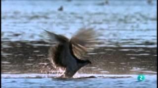 La 2 TVE.- Aguila Pescadora en 'Grandes Documentales'