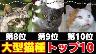 大きい猫ランキングトップ10！大型猫種ってどんな猫？