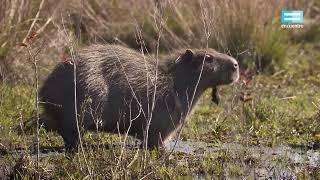 Bioanimal: El carpincho - Canal Encuentro