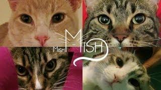 We Are MishMish